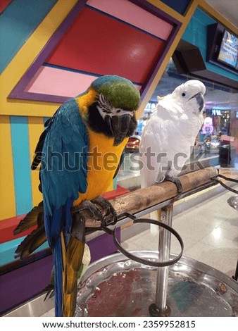 Rare Photo of macaw and cockatoo sitting together on a wood. Blue-yellow macaw parrot and a Colorful white and yellow cockatoo parrot sitting on a wooden stick. Set parrots and parakeets