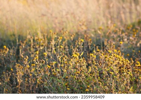 Small field plants and flowers at sunset. Agriculture. Ethnoscience Royalty-Free Stock Photo #2359958409