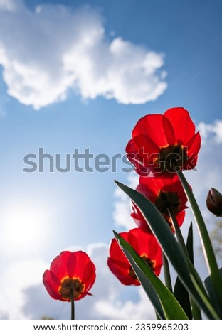 Red tulips against a blue sky with clouds