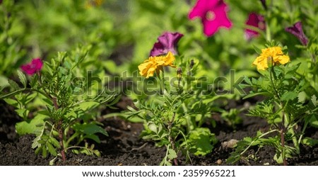 Bright spring flowers in green grass, spring nature.