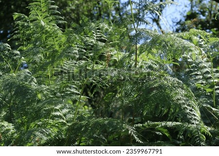An area of dense green fern leaves growing wild. A small area of blue sky visible through the leaves.