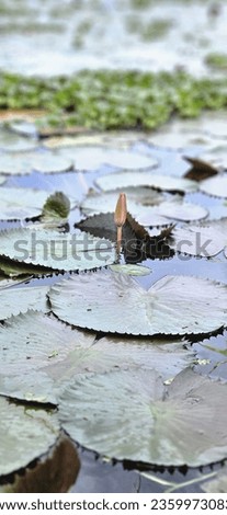 Bud of lotus in the pond