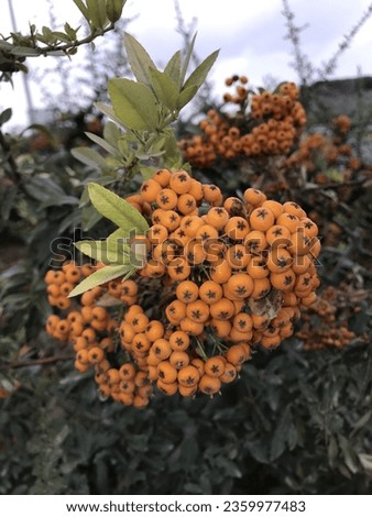 Pyracantha coccinea, the scarlet firethorn is the European species of firethorn or red firethorn that has been cultivated in gardens since the late 16th century. Royalty-Free Stock Photo #2359977483