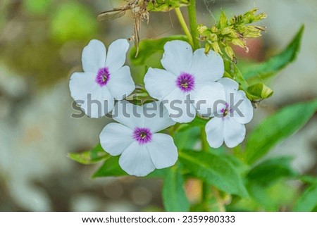 beautiful blooms of phlox in summer garden