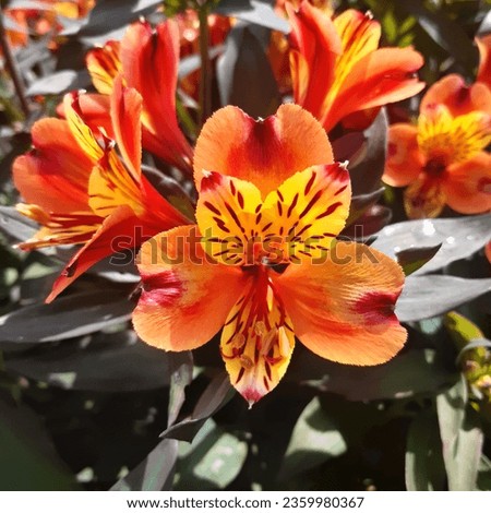 Alstroemeria aurea, commonly called the Peruvian lily or lily of the Incas, is a genus of flowering tuberous perennial plants in family Alstroemeriaceae native to South America.Orange peruvian lily