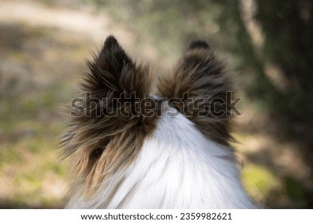 fluffy dog ears in sunlight