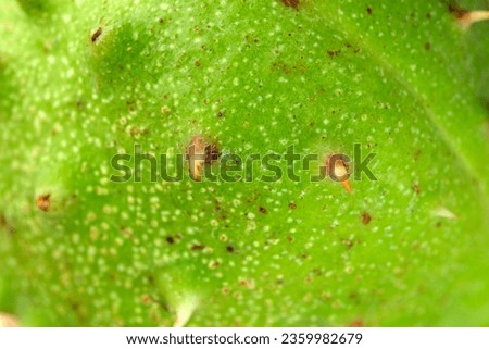 Green prickly fruit of the horse chestnut tree full screen, plant background, close-up, macro photography