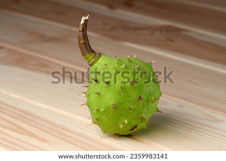 Green prickly fruit of the horse chestnut tree on a light wooden table, close-up, macro photography