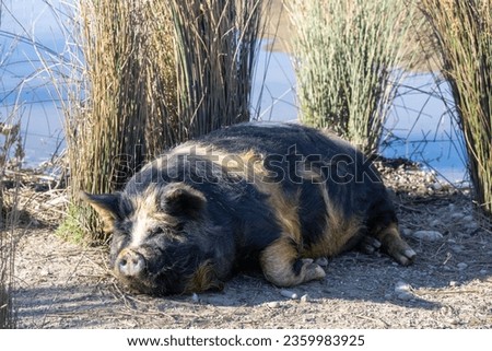 A large black and brown pig lies tranquilly on the ground, with detailed close-ups showcasing its snout, ear, fur, and a background bush, evoking a natural, outdoorsy vibe.