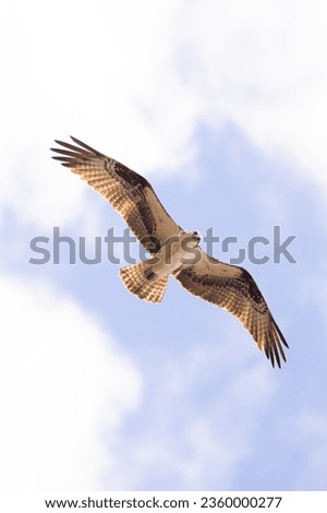 Here a bird in sky flying in air beautiful  wallpaper background template falcon eagle like flight most popular trending viral wildlife pictures photography sketch heaven on earth and  miscellaneous 
