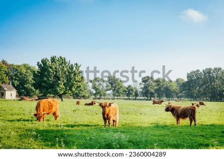 highland cattle grazing outdoors blue sky Royalty-Free Stock Photo #2360004289