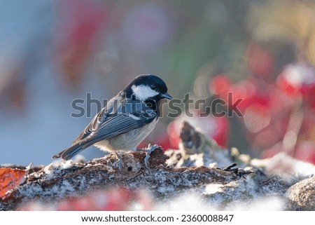 Portrait of a cute coal tit. Autumn scene with a small titmouse. Periparus ater
                               