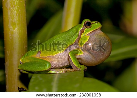 Croaking European tree frog (Hyla arborea) in a tree Royalty-Free Stock Photo #236001058