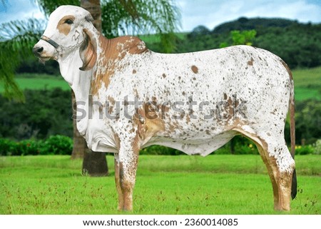 photo of a great donor of the gir dairy breed