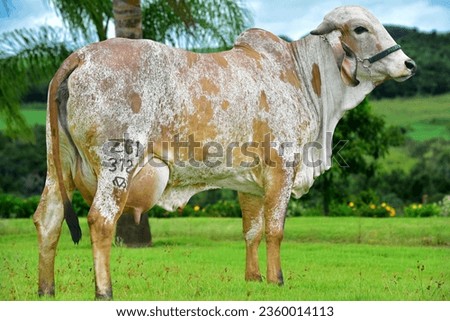 photo of a great donor of the gir dairy breed