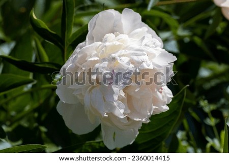 beautiful white peonies in summer, large white peonies covered with water drops during flowering
