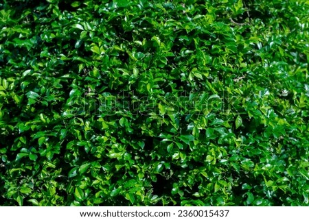 Leaves background in tropical Asia in the rainforest