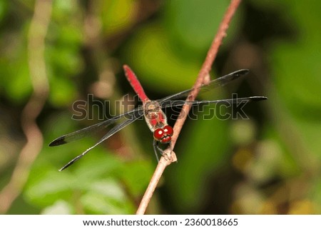 Bright red body Japanese dragonfly, Risuakane (Sympetrum risi risi) that appears in autumn (Sunny outdoor closeup macro photograph)