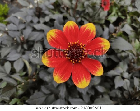 Single, orange flower with yellow tipped petals against bronze foliage of Dahlia 'Happy Days Orange Red'