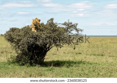 A magnificent lion is located in the dense crown of a tree among the boundless savannah