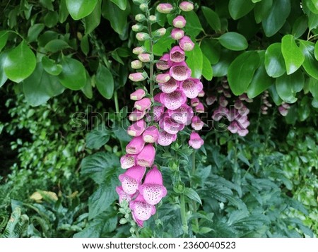 Spikes of tubular, pink and white flowers with speckled throats of Foxglove Digitalis 'Pink Panther'