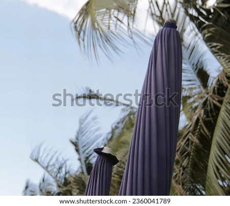 a photography of two purple umbrellas with palm trees in the background.