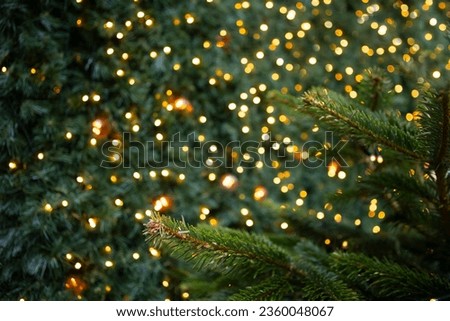 Christmas lights and fir branches. Christmas texture for postcards. Garland with lights on Christmas tree. A place for advertising.