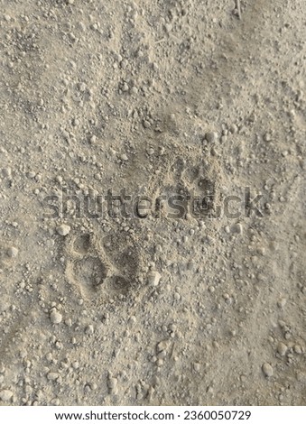 Photo of dog footprint on the sand texture background. Cat paw prints on wet sand. Funny background. Paw prints in the sand.  Nature background