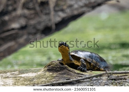 Turtle sitting on a rock 