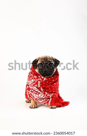 Pug puppy is wrapped in red scarf. Knitted scarf. Winter cold. Isolated object. Copy space. Vertical photo.Winter