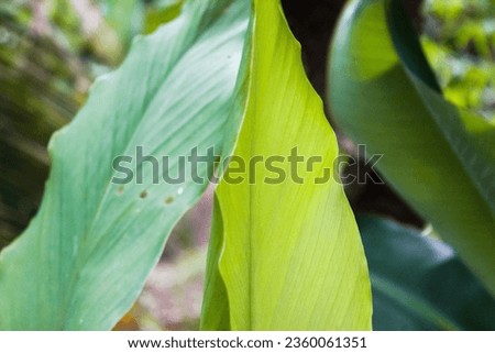 Turmeric leaves photographed close up