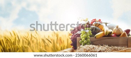Rich Chuseok holiday and church Thanksgiving decoration with various crops, vegetables and fruits, and harvest season autumn ripe golden barley field farm landscape, banner and banner background
