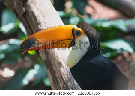  The toucan closeup shot in the Paris zoologic park, formerly known as the Bois de Vincennes, 12th arrondissement of Paris, which covers an area of 14.5 hectares