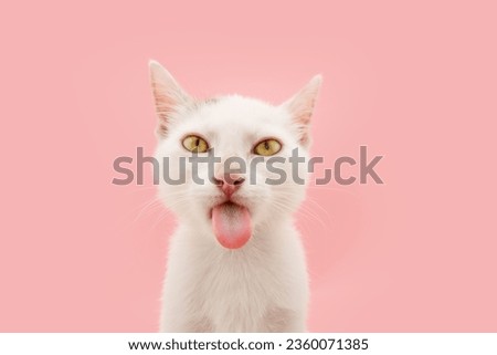 Funny kitten cat sticking tongue out licken screen. Isolated on pink pastel background