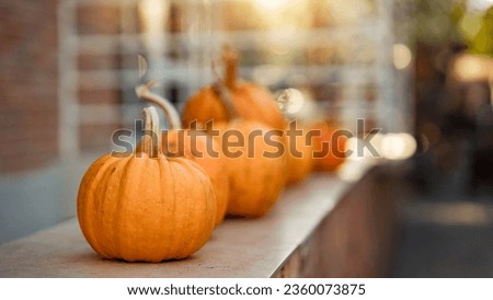 Orange pumpkins on table, copy space, Holiday autumn festival concept