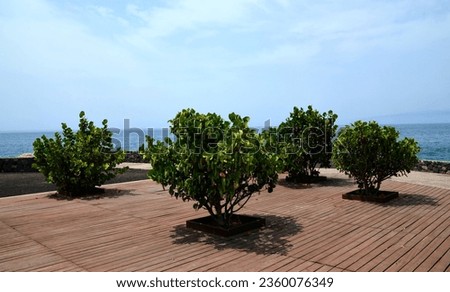 Coccoloba uvifera or Seagrape, Baygrape tropical plants in the park of Tenerife, Canary Islands, Spain.Selective focus. Royalty-Free Stock Photo #2360076349