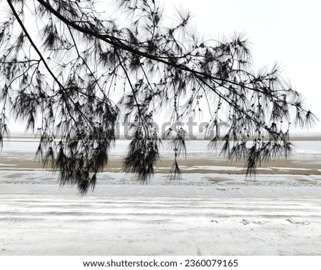 Silhouette of branch tree with beach on background  Royalty-Free Stock Photo #2360079165