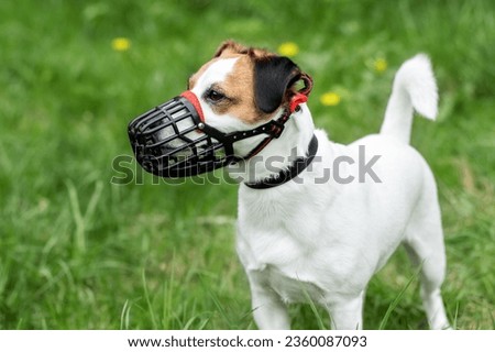 Dog breed Jack Russell Terrier walking  wear muzzle in park. Protection, safety, restriction concept. Pet, domestic animal. Parson Russell Terrier on nature in the grass.  Royalty-Free Stock Photo #2360087093