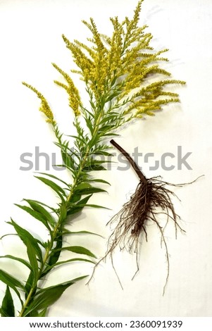 Canadian goldenrod isolated on a white background. High quality photo