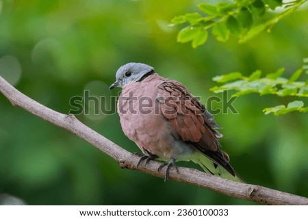 picture of male of Red Collared Dove
