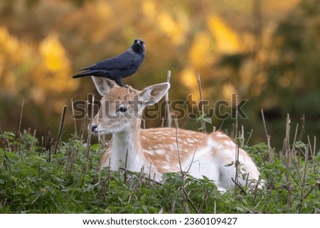 Young Deer sitting with a Jackdaw on head Royalty-Free Stock Photo #2360109427