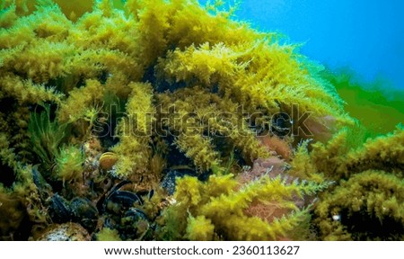 Black Sea, Hydroids Obelia, (coelenterates), Macrophytes Red and Green algae Royalty-Free Stock Photo #2360113627