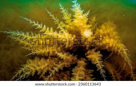 Black Sea, Hydroids Obelia, (coelenterates), Macrophytes Red and Green algae Royalty-Free Stock Photo #2360113643