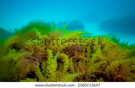 Black Sea, Hydroids Obelia, (coelenterates), Macrophytes Red and Green algae Royalty-Free Stock Photo #2360113647
