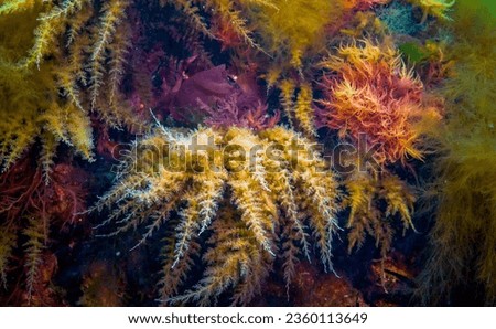 Black Sea, Hydroids Obelia, (coelenterates), Macrophytes Red and Green algae Royalty-Free Stock Photo #2360113649