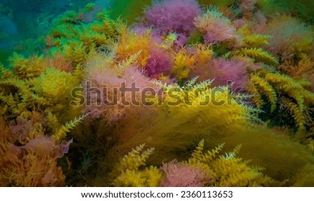 Black Sea, Hydroids Obelia, (coelenterates), Macrophytes Red and Green algae Royalty-Free Stock Photo #2360113653