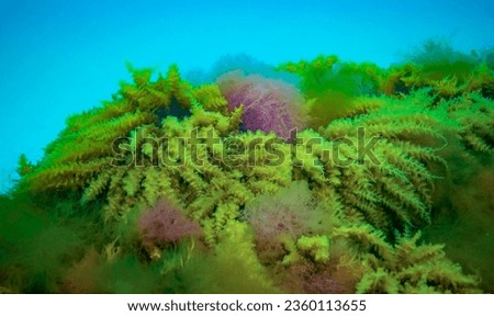 Black Sea, Hydroids Obelia, (coelenterates), Macrophytes Red and Green algae Royalty-Free Stock Photo #2360113655
