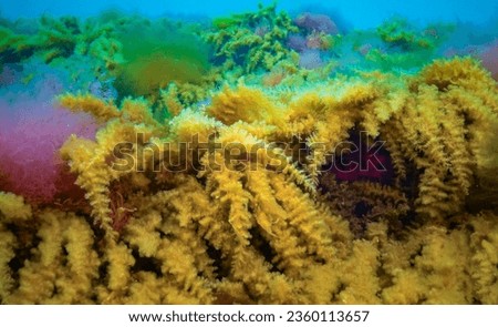Black Sea, Hydroids Obelia, (coelenterates), Macrophytes Red and Green algae Royalty-Free Stock Photo #2360113657