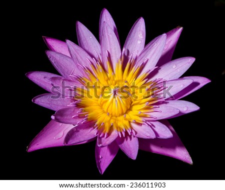 Isolated of purple lotus on black background.