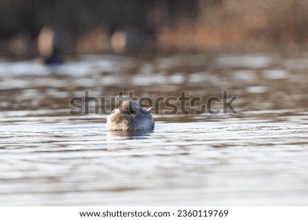 Goose in the natural reserve of Sentina